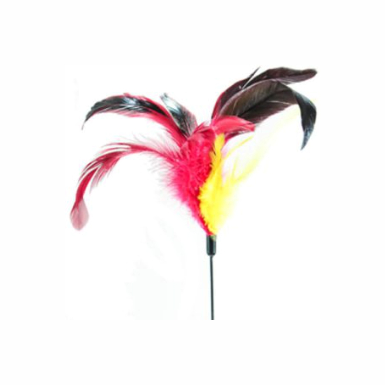 Amy N Carol | Chicken FeatherCat Teaser